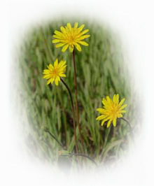 Krigia_dandelion_plant1.jpg