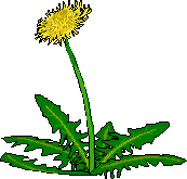 dandelion.gif