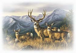 mule-deer-ridge.jpg
