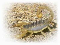 scorpion_picture.jpg